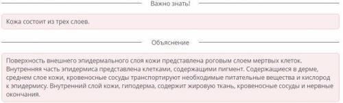 Определи структурные компоненты кожи на рисунке ниже