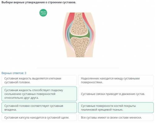 Строение и функции суставов. При соединения костей к выполняемым функциям Определи, является утвержд