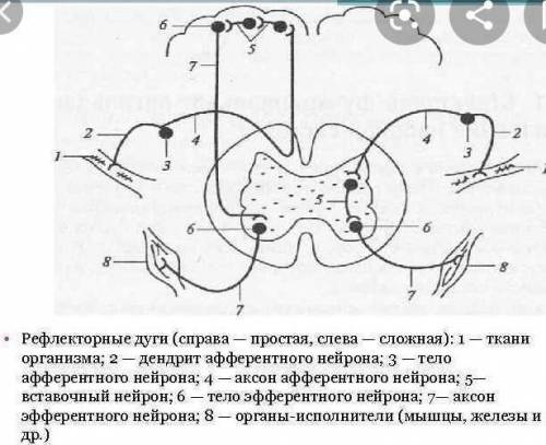 А)Назовите нейрон, расположенный первым в рефлекторной дугеОпишите б)Что происходит на участке под ц