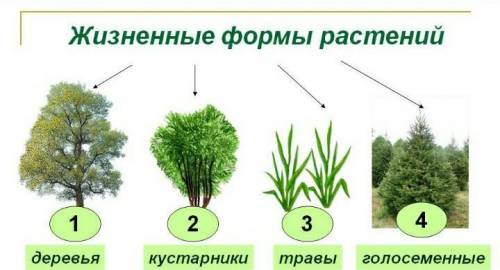 плз надо сделать конспект Жизненные формы растений+рисунок каждой жизненной формы