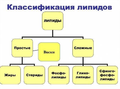 Используя учебный материал и дополнительную литературу заполните в тетради таблицу.Липиды