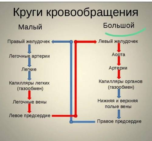 Определи последовательность большого круга кровообращения. 1 Ткани поглощают кислород и отдают углек
