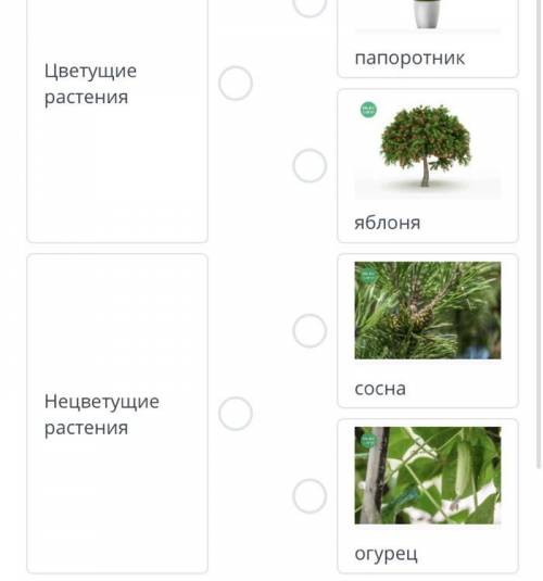 В природе существуют цветущие и нецветущие растения.Определи их.