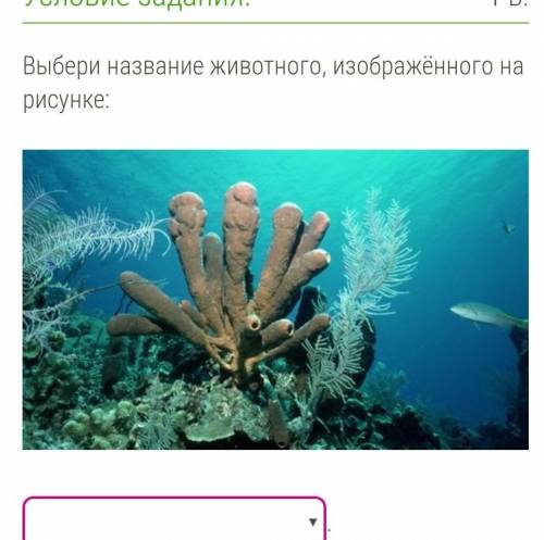 Выбери название животного, изображённого на рисунке: Выбери название животного, изображённого на рис