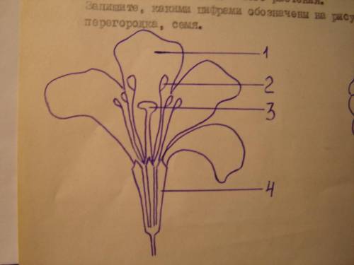 Укажите название плода растения изображённого на картинке