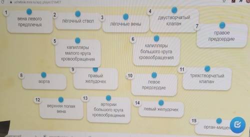 Задание: пациенту ввели раствор лекарственного препарата в вену левой руки. устонавите последователь