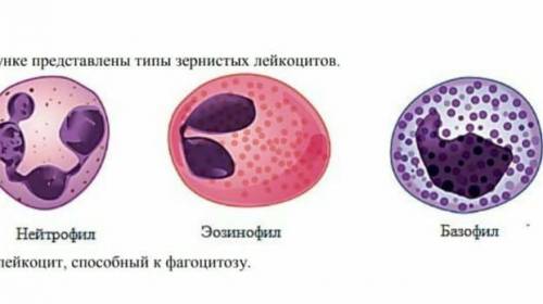 4. На картинке показаны типы гранулярных лейкоцитов Базофилы Нейтрофилы Эозинофилы Указывают лейкоци