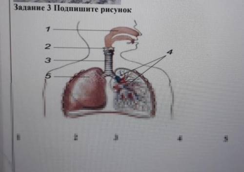 Заданне 3 Подпишите рисунок ДА