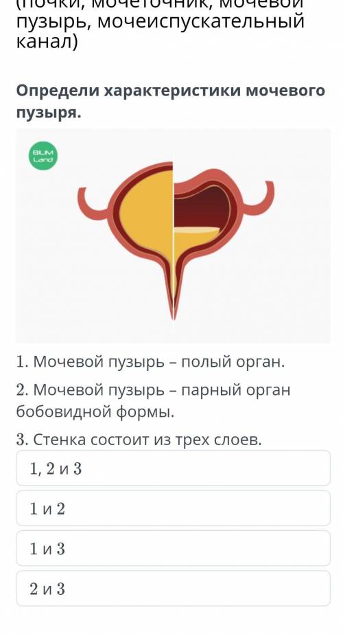 Строение и функции органов мочевыделительной системы (почки, мочеточник, мочевой пузырь, мочеиспуска