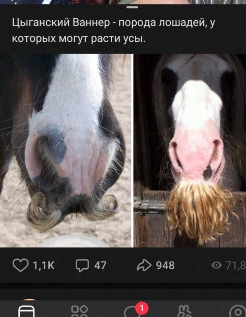 Просто посмотрите какая клёвая лошадь, кто знает какая породв​