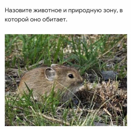 Назовите животное и в какой природной зоне оно обитает​