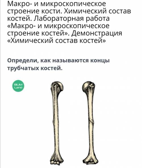 Определи как называются концы трубчатых костей. Надкостница Эпифизы Губчатое вещество Диафизы