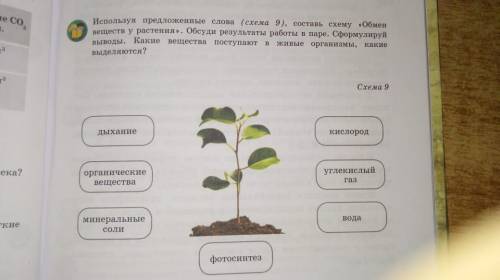 используя предложенные слова составь схему обмен веществ у растения