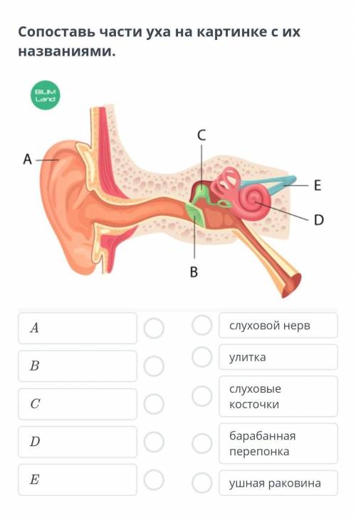 Сопоставь части уха на картинке с их названиями ​