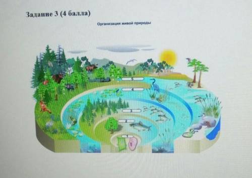 Задание 3 ( )Организация живой природы.