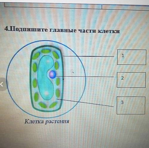 Подпишите главные части клетки ! ​