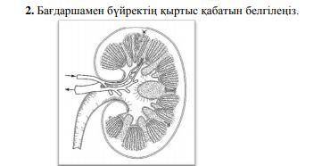 Отметьте кору почек светофором