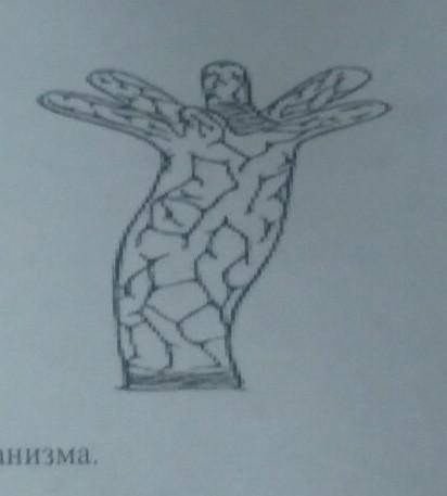 9. Рассмотрите рисунок.Определите тип нервной системы данного организма.[1]​