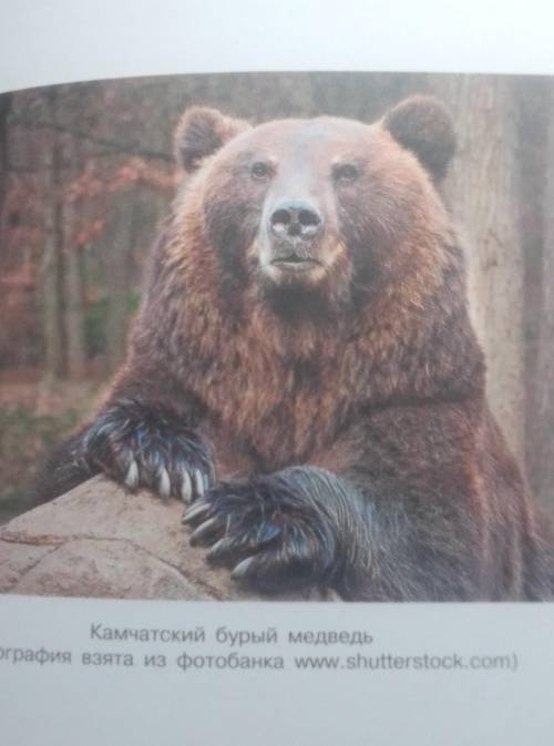 . НА ЗАВТРА! опишите камчатского бурого медведя . ​