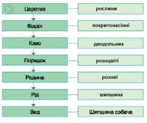 Определите положение шиповника собачьего в системе растительных организмов и заполните пропуски в сх