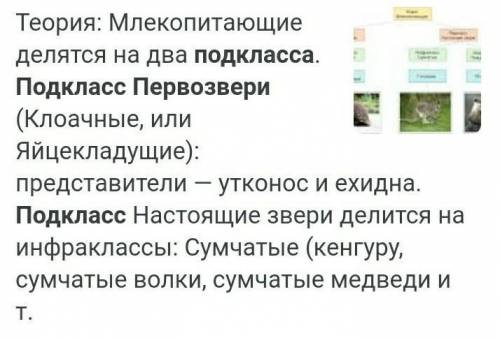 Второе название животных подкласса Первозвери: ПЛЗ