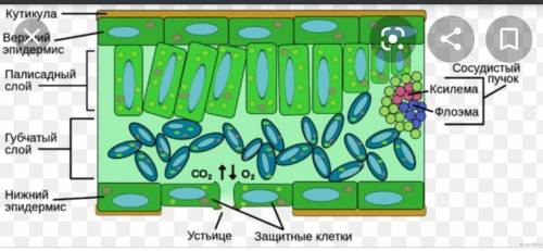 Строение и функции покровной ткани ​