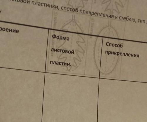 Лист Осина надо (Строение,Форма листовой пластин прикрепление, и Тип жилкования)