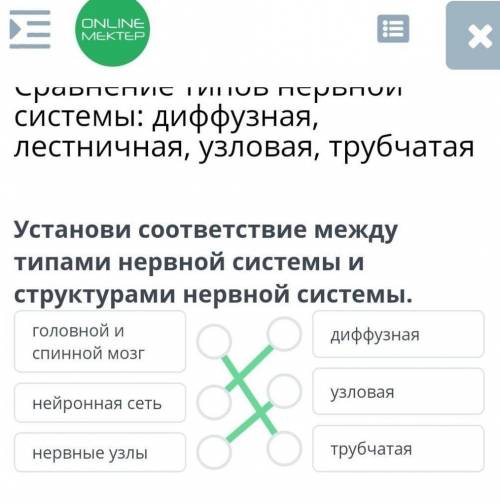 Сравнение типов нервной системы: диффузная, лестничная, узловая, трубчатая Установи соответствие меж